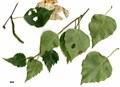SpeciesSub: subsp. szechuanica